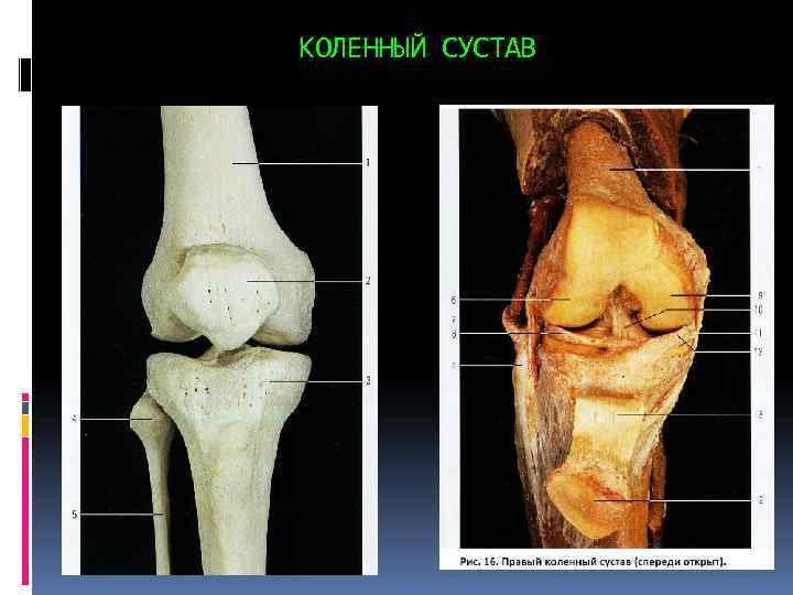 КОЛЕННЫЙ СУСТАВ 