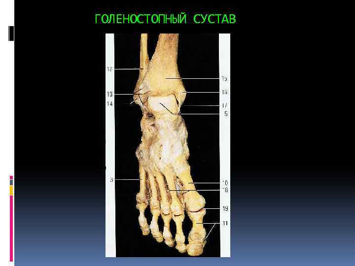 ГОЛЕНОСТОПНЫЙ СУСТАВ 