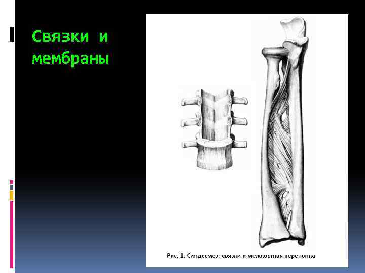 Связки и мембраны 