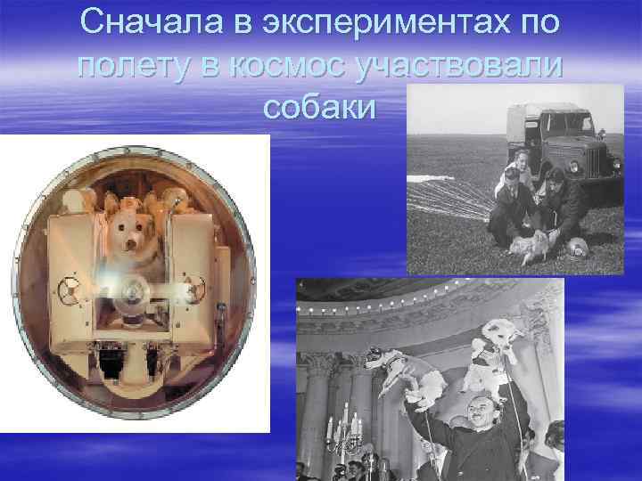 Сначала в экспериментах по полету в космос участвовали собаки 