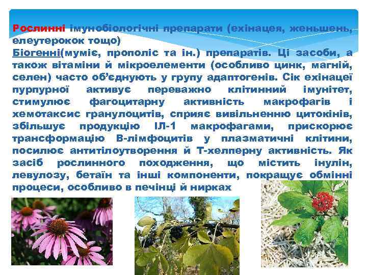 Рослинні імунобіологічні препарати (ехінацея, женьшень, елеутерокок тощо) Біогенні(муміє, прополіс та ін. ) препаратів. Ці