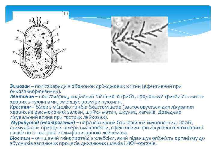 Зимозан – полісахариди з оболонок дріжджових клітин (ефективний при онкозахворюваннях). Лентинан – полісахарид, виділений