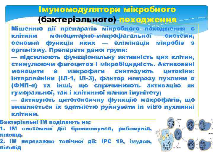 Імуномодулятори мікробного (бактеріального) походження Мішенню дії препаратів мікробного походження є клітини моноцитарно-макрофагальної системи, основна