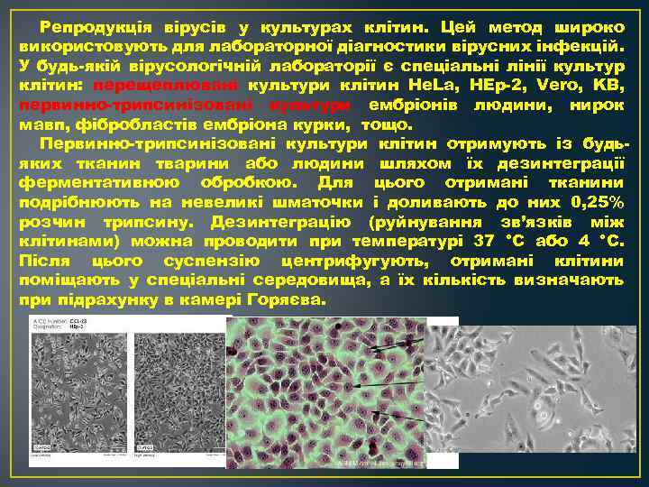 Репродукція вірусів у культурах клітин. Цей метод широко використовують для лабораторної діагностики вірусних інфекцій.