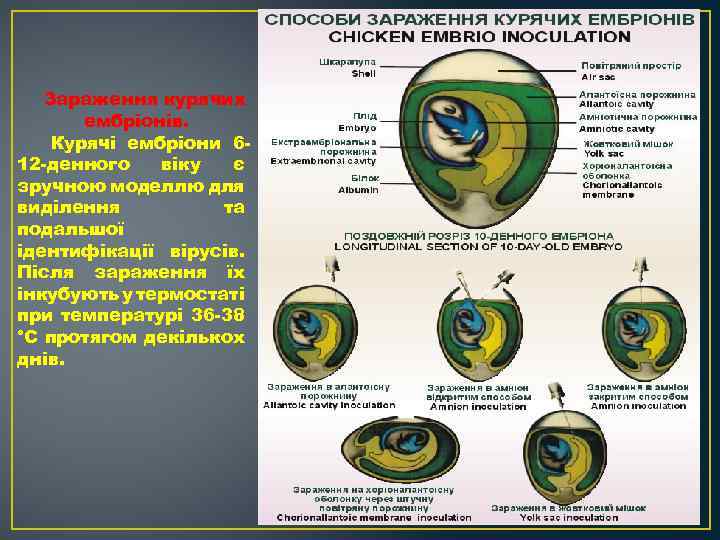 Зараження курячих ембріонів. Курячі ембріони 6 12 денного віку є зручною моделлю для виділення