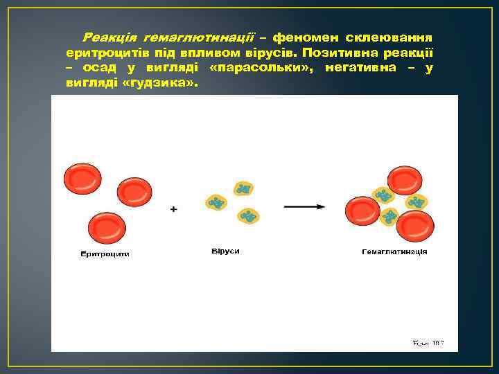 Реакція гемаглютинації – феномен склеювання еритроцитів під впливом вірусів. Позитивна реакції – осад у