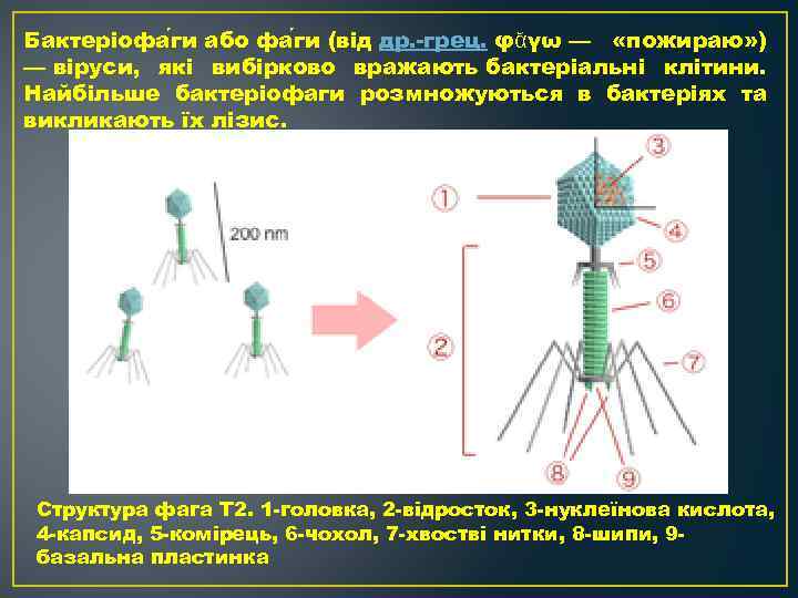 Бактеріофа ги або фа ги (від др. грец. φᾰγω — «пожираю» ) — віруси,