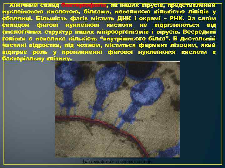 Хімічний склад бактеріофагів, як інших вірусів, представлений нуклеїновою кислотою, білками, невеликою кількістю ліпідів у