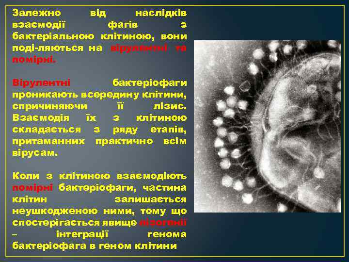 Залежно від наслідків взаємодії фагів з бактеріальною клітиною, вони поді ляються на вірулентні та