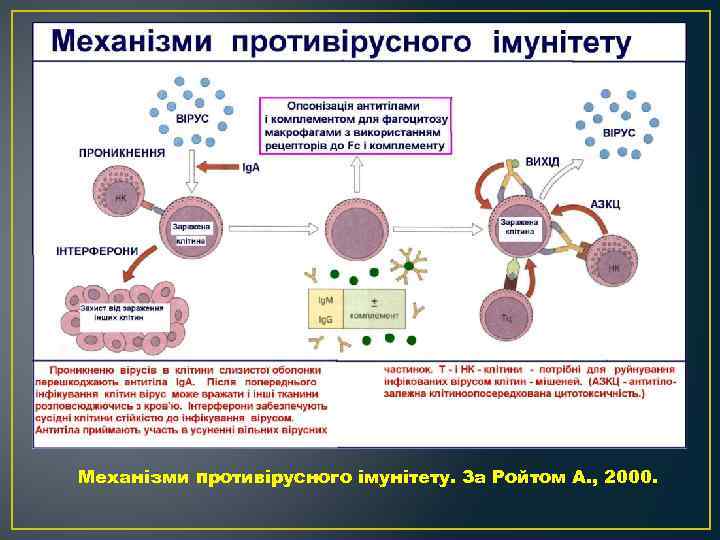 Механізми противірусного імунітету. За Ройтом А. , 2000. 