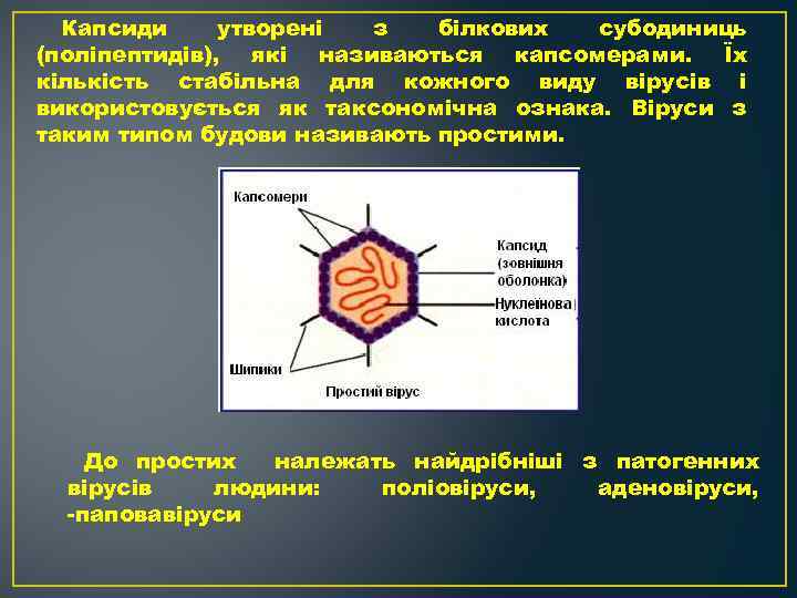 Капсиди утворені з білкових субодиниць (поліпептидів), які називаються капсомерами. Їх кількість стабільна для кожного