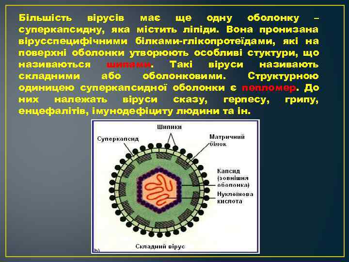 Більшість вірусів має ще одну оболонку – суперкапсидну, яка містить ліпіди. Вона пронизана вірусспецифічними