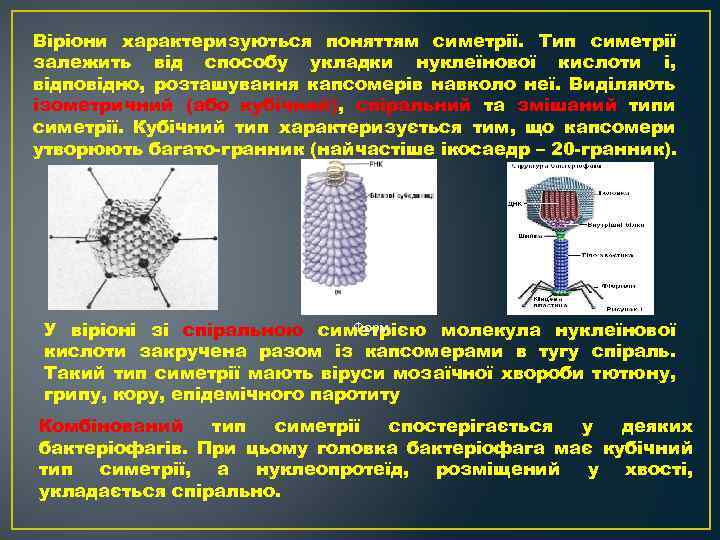 Віріони характеризуються поняттям симетрії. Тип симетрії залежить від способу укладки нуклеїнової кислоти і, відповідно,