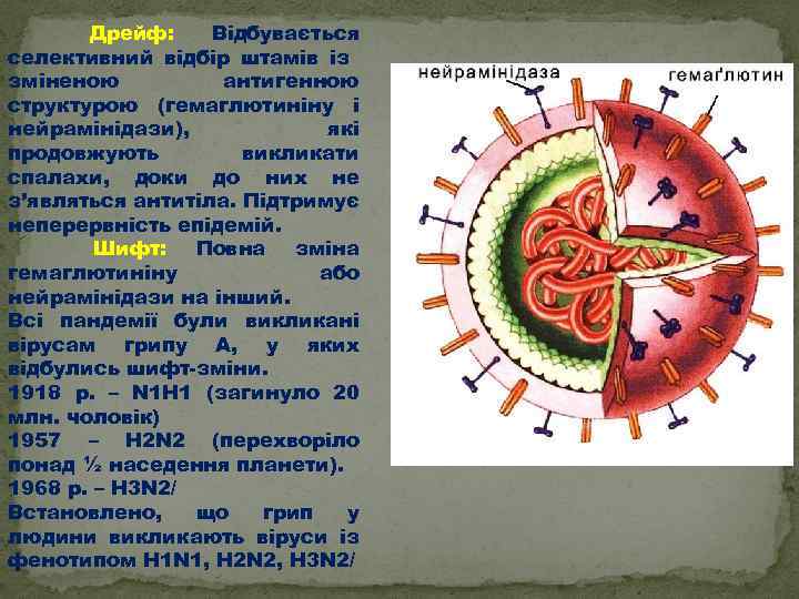  Дрейф: Відбувається селективний відбір штамів із зміненою антигенною структурою (гемаглютиніну і нейрамінідази), які