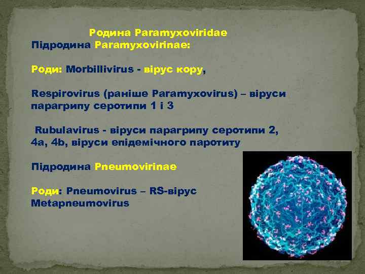 Родинa Paramyxoviridae Підродина Paramyxovirinae: Роди: Morbillivirus - вірус кору, Respirovirus (раніше Paramyxovirus) – віруси