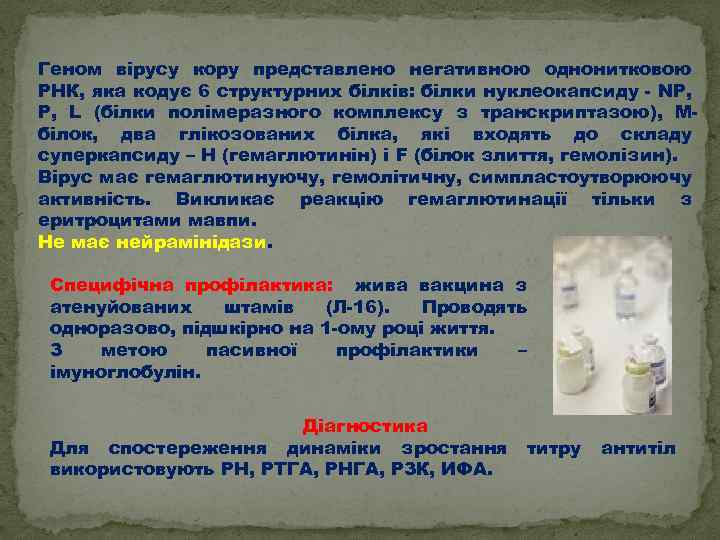 Геном вірусу кору представлено негативною однонитковою РНК, яка кодує 6 структурних білків: білки нуклеокапсиду