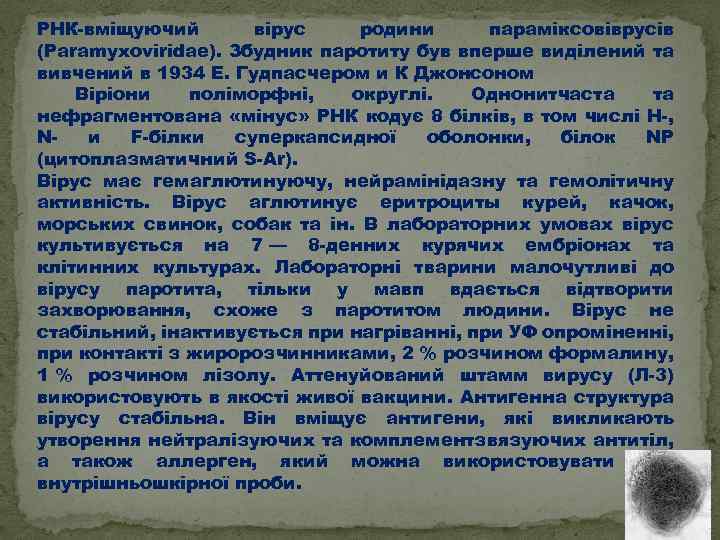 РНК-вміщуючий вірус родини параміксовіврусів (Paramyxoviridae). Збудник паротиту був вперше виділений та вивчений в 1934