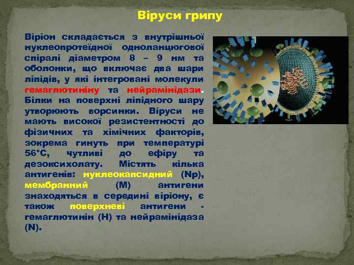 Віруси грипу В іріон складається з внутрішньої нуклеопротеїдної одноланцюгової спіралі діаметром 8 – 9