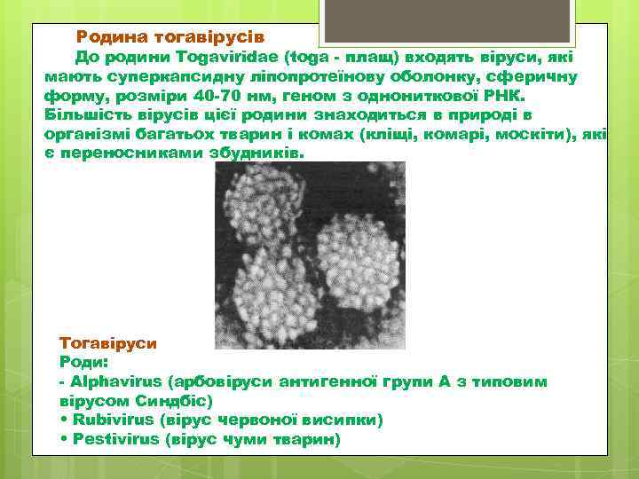 Родина тогавірусів До родини Togaviridae (toga плащ) входять віруси, які мають суперкапсидну ліпопротеїнову оболонку,