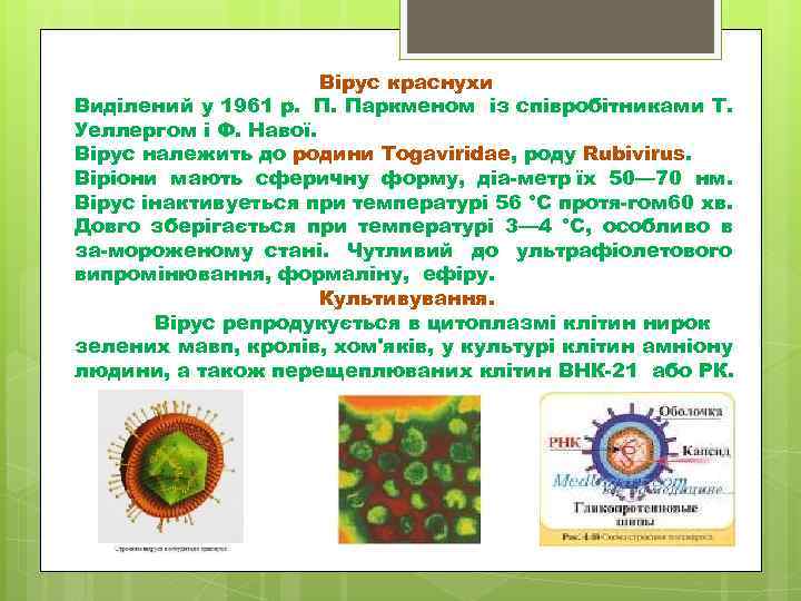 Вірус краснухи Виділений у 1961 р. П. Паркменом із співробітниками Т. Уеллергом і Ф.