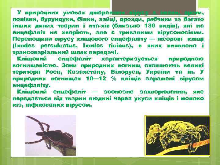 У природних умовах джерелами вірусу є їжаки, кроти, полівки, бурундуки, білки, зайці, дрозди, рябчики