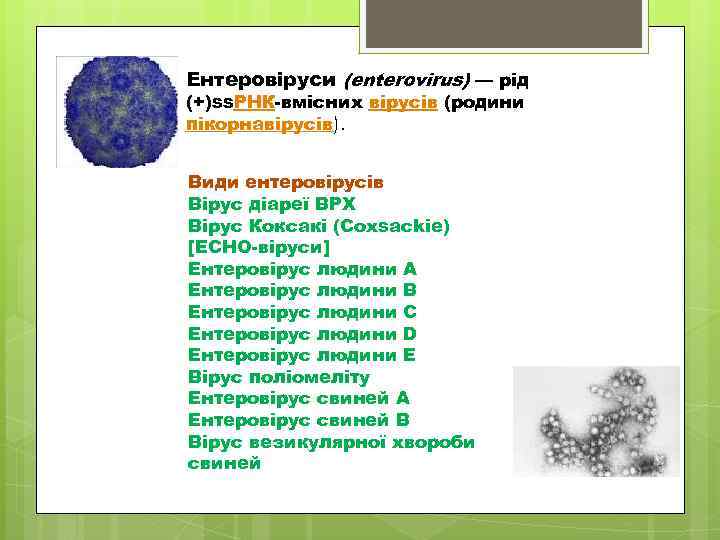 Ентеровіруси (enterovirus) — рід (+)ss. РНК вмісних вірусів (родини пікорнавірусів). Види ентеровірусів Вірус діареї