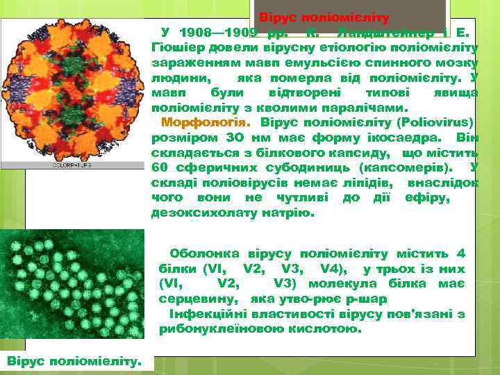 Вірус поліомієліту У 1908— 1909 pp. К. Ландштейнер і Е. Гіошіер довели вірусну етіологію