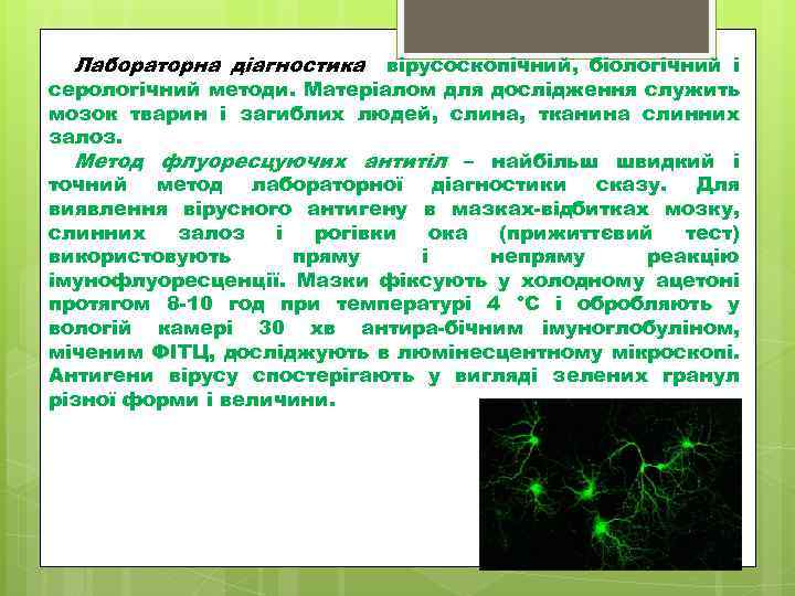 Лабораторна діагностика вірусоскопічний, біологічний і серологічний методи. Матеріалом для дослідження служить мозок тварин і
