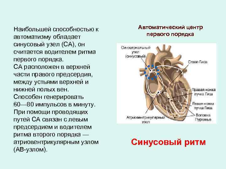 Наибольшей способностью к автоматизму обладает синусовый узел (СА), он считается водителем ритма первого порядка.