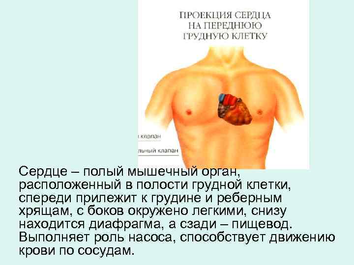 Сердце – полый мышечный орган, расположенный в полости грудной клетки, спереди прилежит к грудине