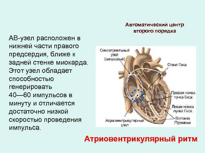 Автоматический центр второго порядка АВ-узел расположен в нижней части правого предсердия, ближе к задней