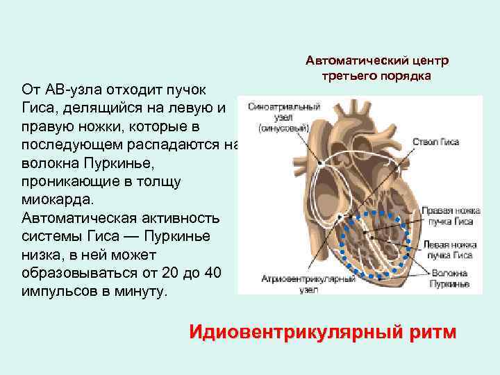 От АВ-узла отходит пучок Гиса, делящийся на левую и правую ножки, которые в последующем