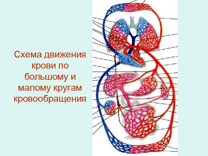 Схема движения крови по большому и малому кругам кровообращения 