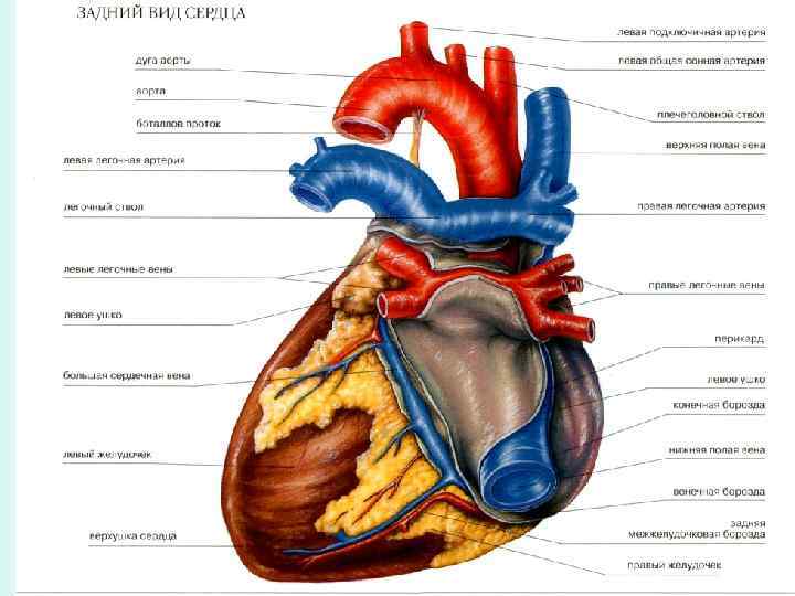 Сердце рисунок анатомия