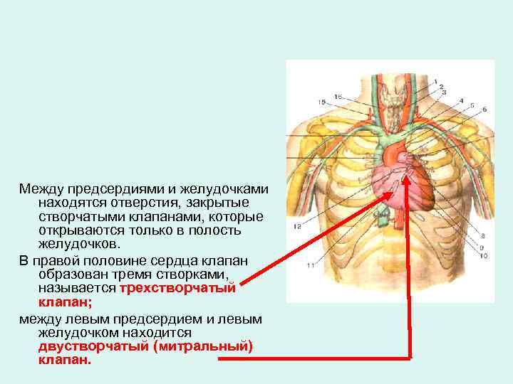 Между предсердиями и желудочками находятся отверстия, закрытые створчатыми клапанами, которые открываются только в полость