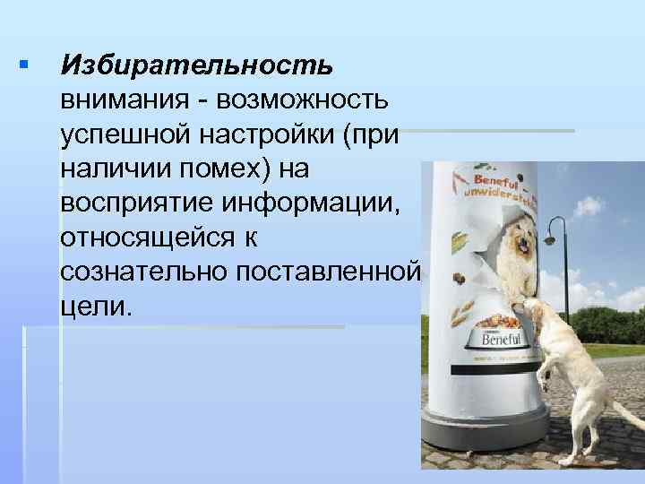 § Избирательность внимания возможность успешной настройки (при наличии помех) на восприятие информации, относящейся к