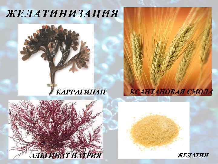ЖЕЛАТИНИЗАЦИЯ КАРРАГИНАН АЛЬГИНАТ НАТРИЯ КСАНТАНОВАЯ СМОЛА ЖЕЛАТИН 