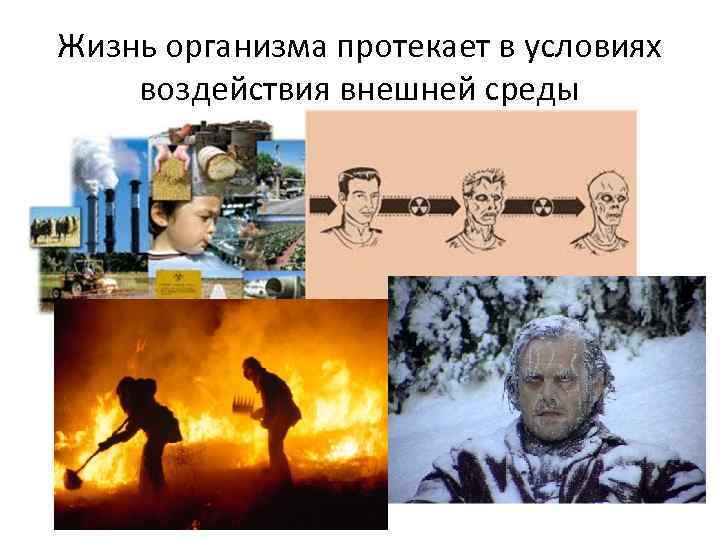Жизнь организма протекает в условиях воздействия внешней среды 