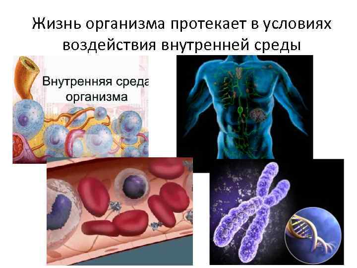 В организме протекающего в. Жизнь организмов. Начало жизни организма. Качественное изменение организма протекающего в организме.