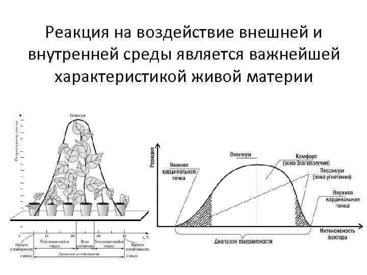 Реакция на воздействие внешней и внутренней среды является важнейшей характеристикой живой материи 