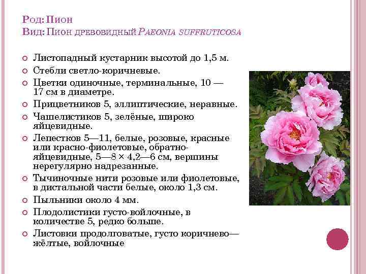 РОД: ПИОН ВИД: ПИОН ДРЕВОВИДНЫЙ PAEONIA SUFFRUTICOSA Листопадный кустарник высотой до 1, 5 м.