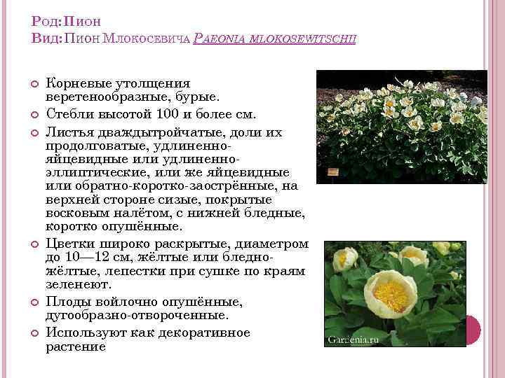 РОД: ПИОН ВИД: ПИОН МЛОКОСЕВИЧА PAEONIA MLOKOSEWITSCHII Корневые утолщения веретенообразные, бурые. Стебли высотой 100