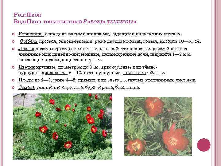 РОД: ПИОН ВИД: ПИОН ТОНКОЛИСТНЫЙ PAEONIA TENUIFOLIA Корневища с продолговатыми шишками, сидящими на коротких