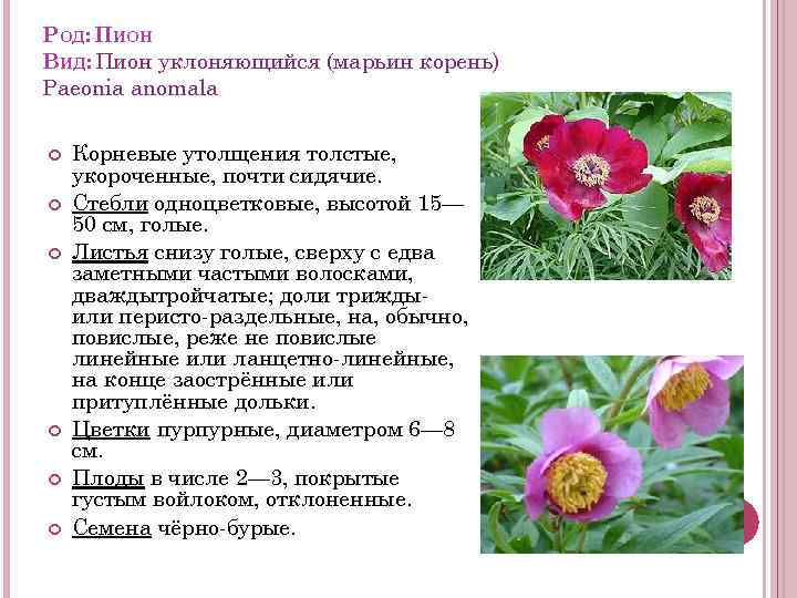 РОД: ПИОН ВИД: Пион уклоняющийся (марьин корень) Paeonia anomala Корневые утолщения толстые, укороченные, почти