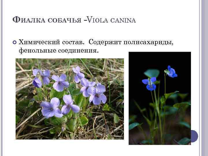 ФИАЛКА СОБАЧЬЯ -VIOLA CANINA Химический состав. Содержит полисахариды, фенольные соединения. 