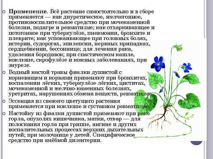 Применение. Всё растение самостоятельно и в сборе применяется — как диуретическое, желчегонное, противовоспалительное