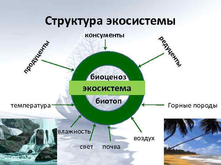 Природные компоненты горной. Состав компонентов экосистемы. Структура экологической системы. Схема состава компонентов экосистемы. Структурные компоненты экосистемы схема.