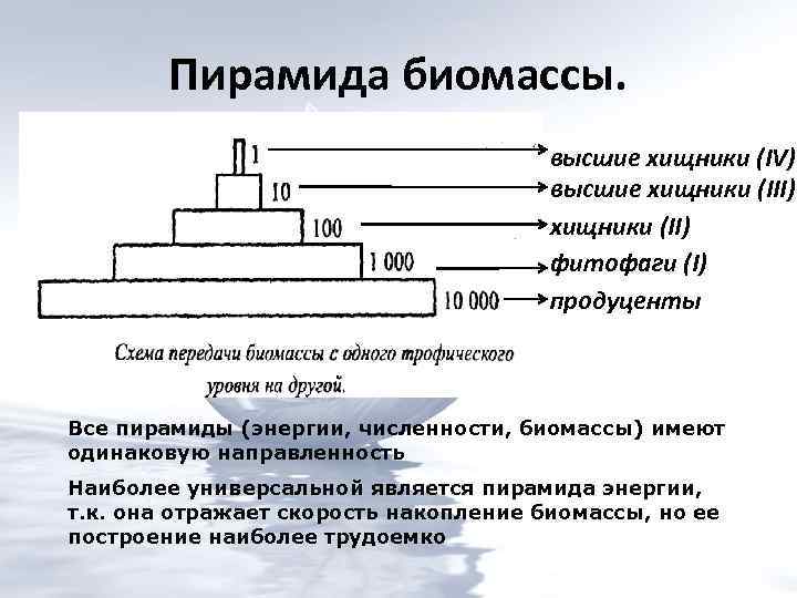 Пирамида биомассы. высшие хищники (IV) высшие хищники (III) хищники (II) фитофаги (I) продуценты Все