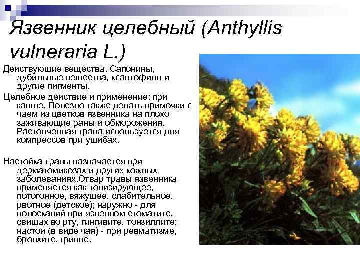 Язвенник целебный (Anthyllis vulneraria L. ) Действующие вещества. Сапонины, дубильные вещества, ксантофилл и другие