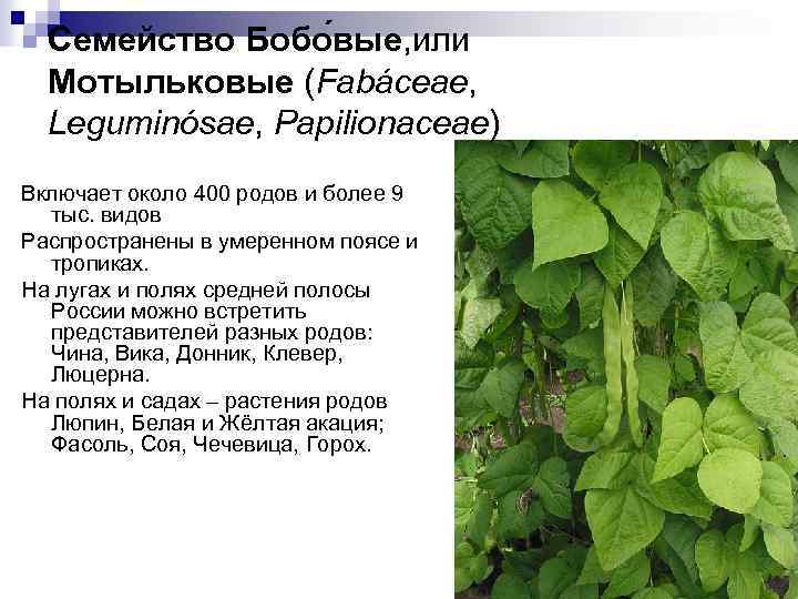 Семейство Бобо вые, или Мотыльковые (Fabáceae, Leguminósae, Papilionaceae) Включает около 400 родов и более